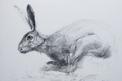 Passing on a March morning-Hare-pencil-14-x-18-cm.-