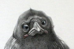 young-crow-pencil